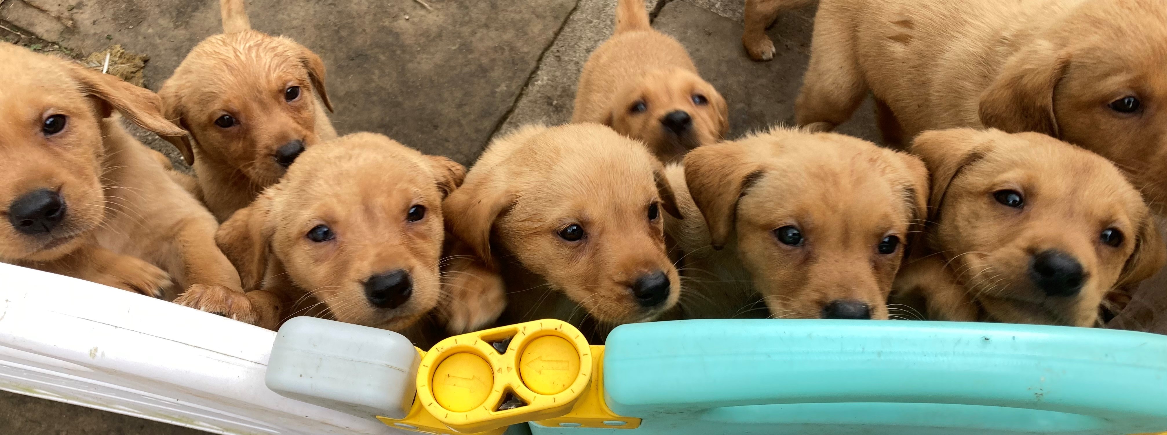 Dove Valley Gundogs